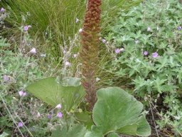 Gunnera perpensa flower spike